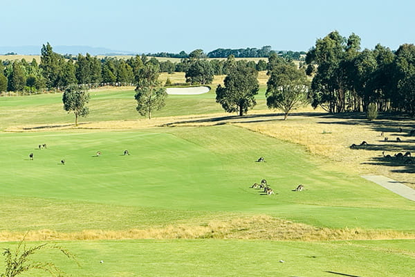 カンタス航空ビジネスクラス利用 ラグジュアリーホテルに滞在 オーストラリアゴルフ5日間 ＝メルボルン＝