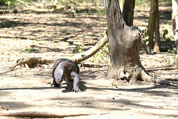 イメージ：コモド国立公園3