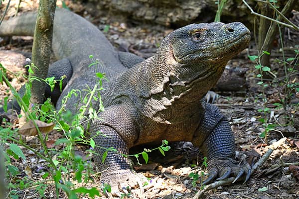 イメージ：コモド国立公園5