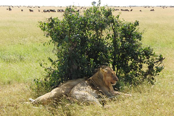 野生動物たちと出会う