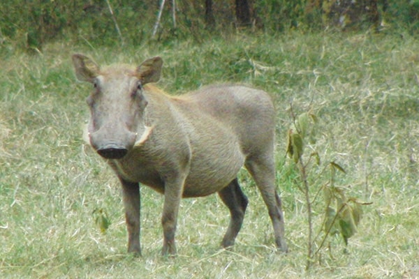イメージ：ナクル湖国立公園6