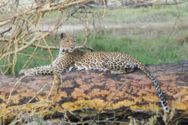 イメージ：ヒョウ