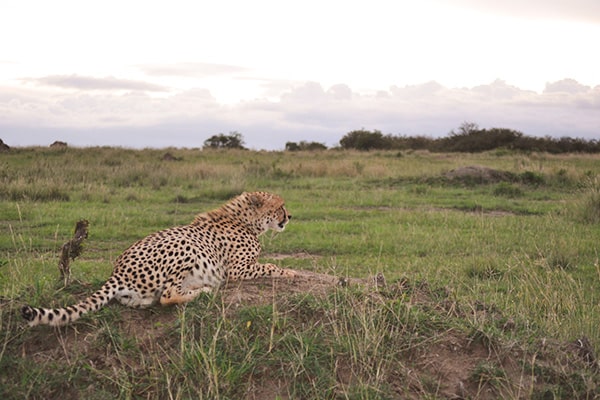 エミレーツ航空プレミアムエコノミークラス利用 デラックスクラスホテル＆ロッジに滞在 ケニア動物自然3大紀行3日間～PART2～ ＝ナイバシャ湖・ナクル湖・マサイマラ＝