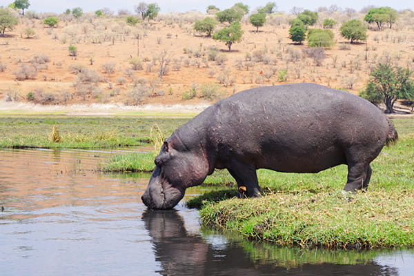 エミレーツ航空プレミアムエコノミークラス利用 ラグジュアリークラスホテル＆ロッジに滞在 ケニア動物自然3大紀行7日間～PART2～ ＝ナイバシャ湖・ナクル湖・マサイマラ＝