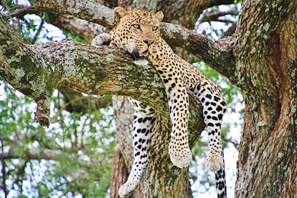 エミレーツ航空プレミアムエコノミークラス利用 ラグジュアリークラスホテル＆ロッジに滞在 ケニア動物自然3大紀行8日間 ＝アバーディア・ナクル湖・マサイマラ＝