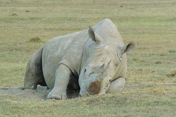 エミレーツ航空プレミアムエコノミークラス利用 ラグジュアリークラスホテル＆ロッジに滞在 ケニア動物自然3大紀行7日間～PART2～ ＝ナイバシャ湖・ナクル湖・マサイマラ＝