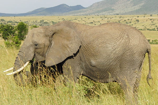 アフリカ・インド洋