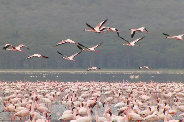 イメージ：ナクル湖国立公園