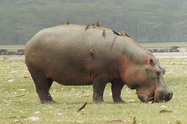 イメージ：ナクル湖国立公園2