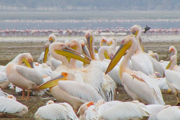 イメージ：ナクル湖国立公園3