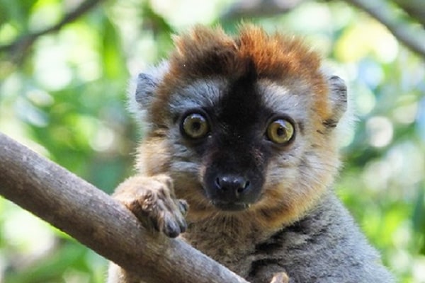 イメージ：ペリネ特別保護区