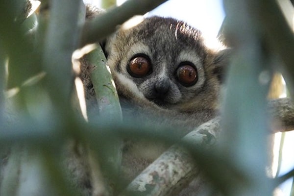 イメージ：ペリネ特別保護区4