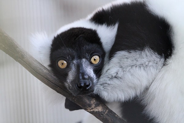 イメージ：ペリネ特別保護区3