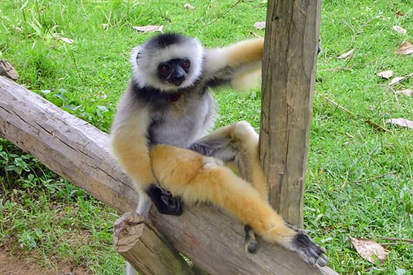 イメージ：ペリネ特別保護区2