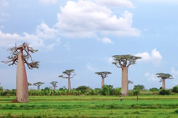 イメージ：モロンダバ3