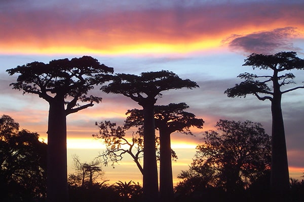 イメージ：モロンダバ2