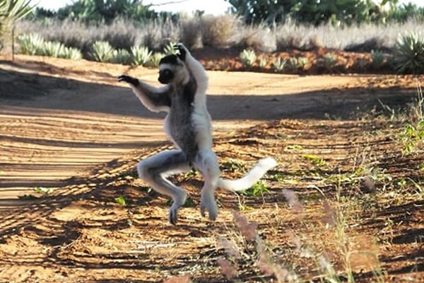 イメージ：ベレンティ保護区2