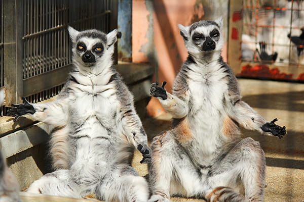 イメージ：ベレンティ保護区4