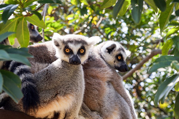 イメージ：ベレンティ保護区