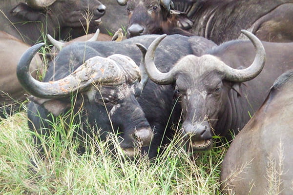 イメージ:クルーガー国立公園4