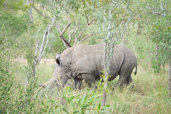 イメージ:クルーガー国立公園5