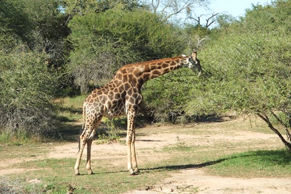 イメージ:クルーガー国立公園6
