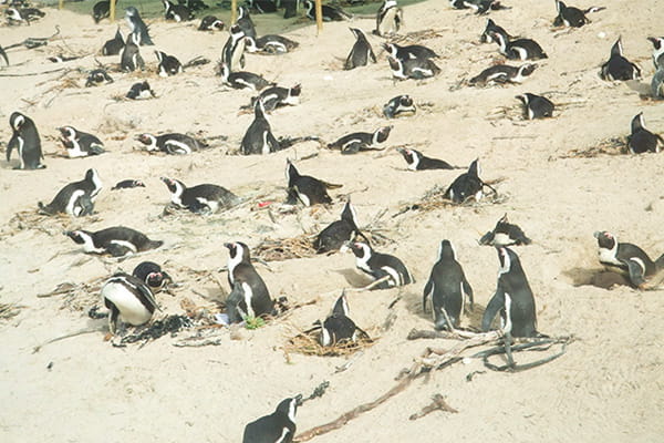 イメージ:ボルダーズビーチ