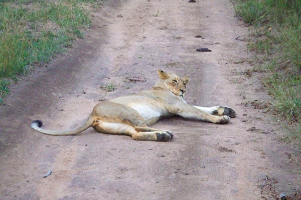 イメージ:クルーガー国立公園