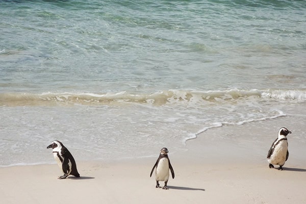 イメージ:ボルダーズビーチ3