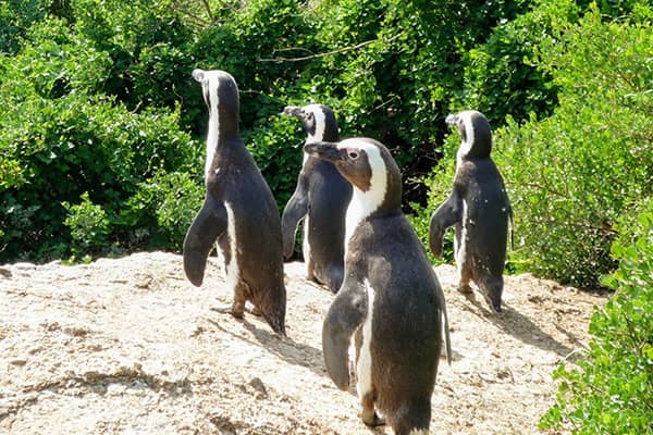 イメージ:ボルダーズビーチ4