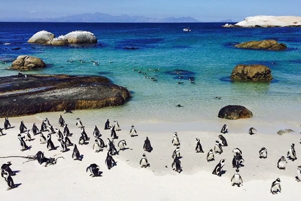 イメージ:ボルダーズビーチ4