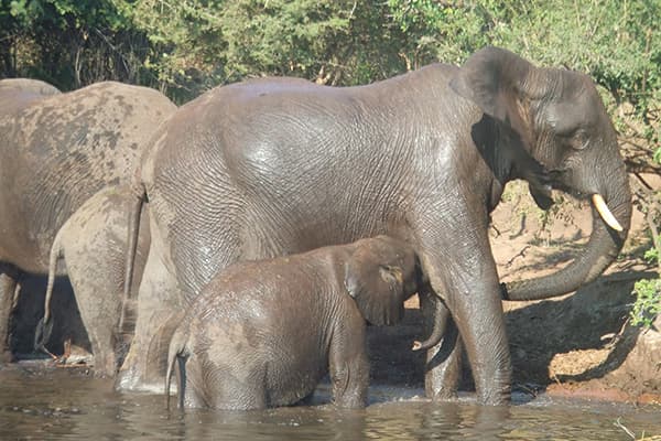 イメージ:チョベ国立公園