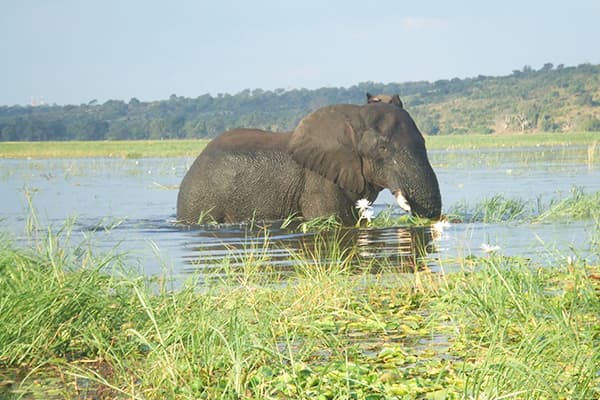 イメージ:チョベ国立公園3