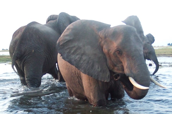 イメージ:チョベ国立公園4