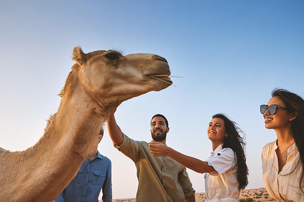 イメージ：デザートサファリ5