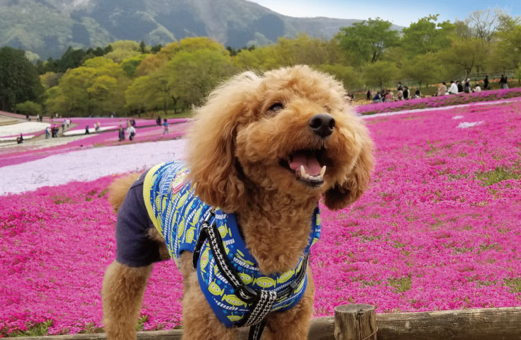 芝桜公園 ペット同伴