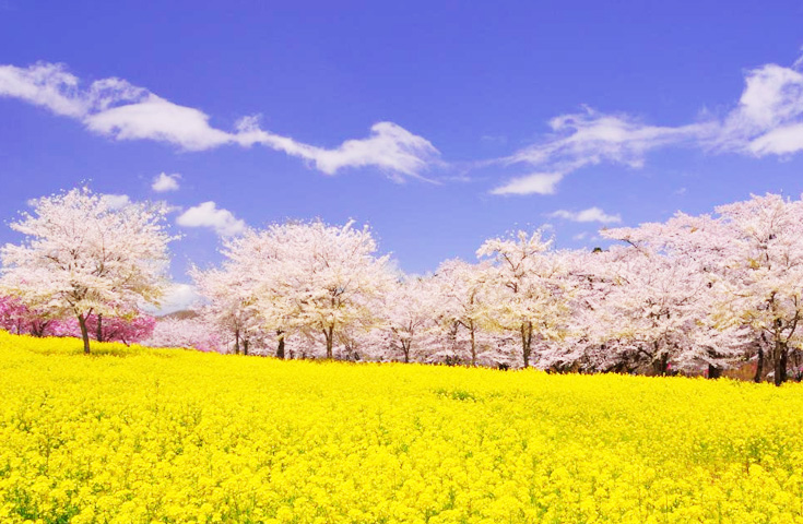 さくら名所100選の赤城南面「千本桜」と、本ずわい蟹&いちご狩り食べ放題&ガトーフェスタハラダ