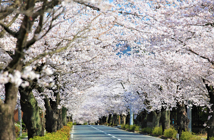 秩父二大桜の競演 長瀞桜のトンネル 清雲寺のしだれ桜 と縁結びのパワースポットで話題の 秩父神社 参拝 秩父錦 酒蔵見学