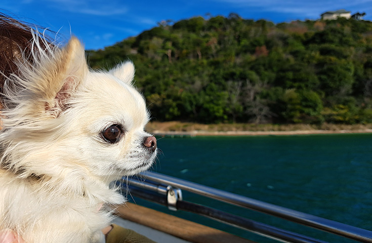 愛犬同伴プラン】なんと！わんちゃんとパラセイリング体験!?さらに