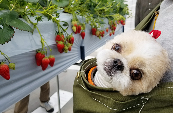 旅行 伊豆 ペット同伴 ツアー