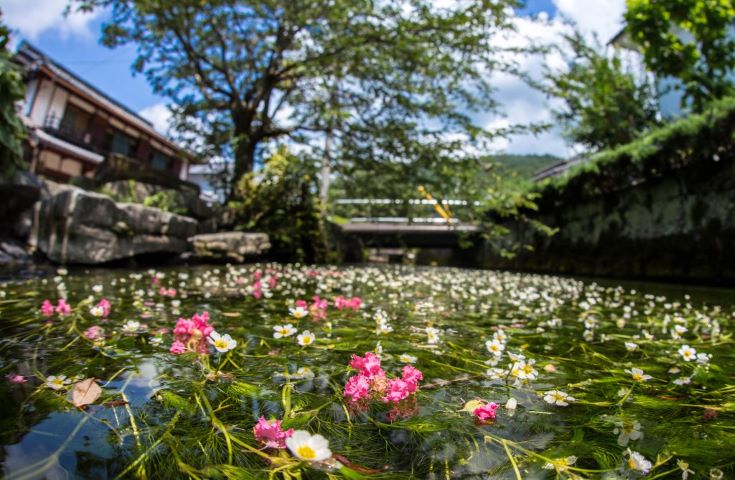 大阪発 夏の贅沢納涼祭 大自然パノラマの伊吹山と水中 に咲くバイカモ観賞 圧倒の5000個以上の風鈴で夏を満喫 また昼食は贅沢に近江牛の鉄板ステーキに舌鼓 さらにお土産8種をどっさりプレゼントしちゃいます