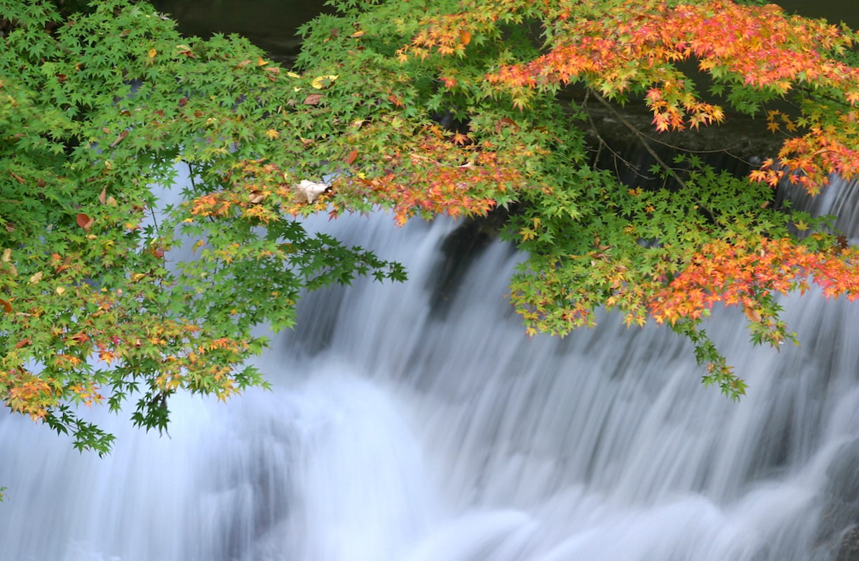 新宿発 日本三名瀑のひとつ 袋田の滝 と紅葉の新名所 花貫渓谷 の二大絶景をゆったりのんびり散策 秋の紅葉バスツアー