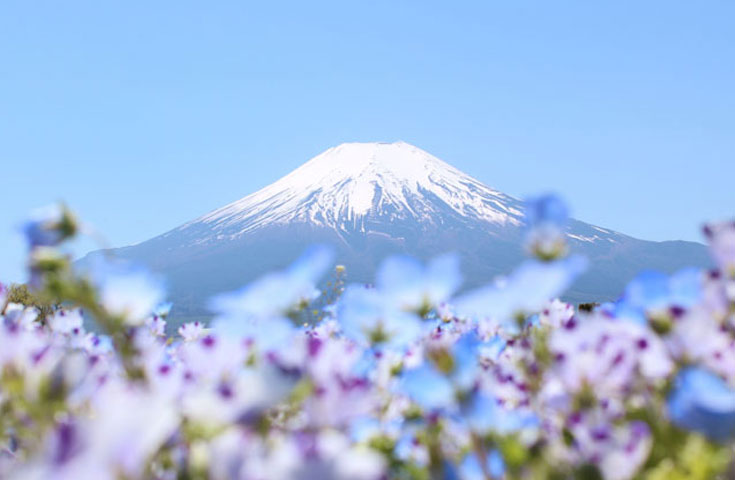 一面に咲くネモフィラと富士山の競演は絶景!