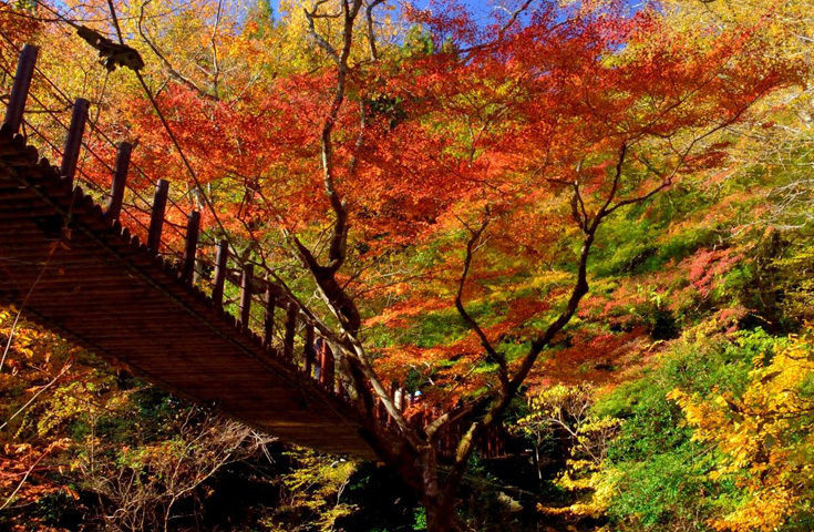 華やかな紅葉のトンネルを体感
