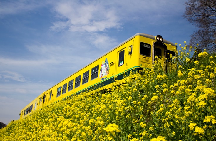 春爛漫 菜の花に囲まれたローカル線 いすみ鉄道 と海鮮たっぷりの 伊八めし を堪能 旬のイチゴ狩りで房総の春を満喫