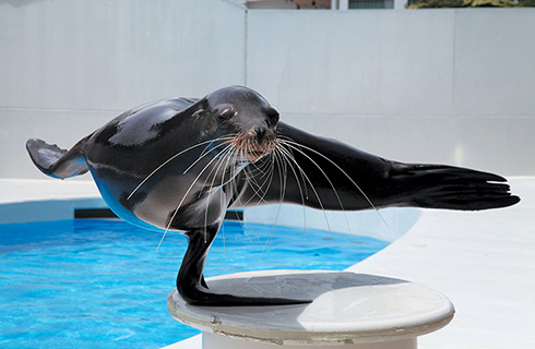 新宿発 たっぷり4時間滞在 鴨川シーワールドで海の動物たちと遊び 旬のブルーベリー狩りを楽しもう 大人も子供も大満足 夏の南房総満喫ツアー