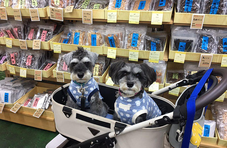 無添加食品のお店で愛犬用オヤツの試食&お買い