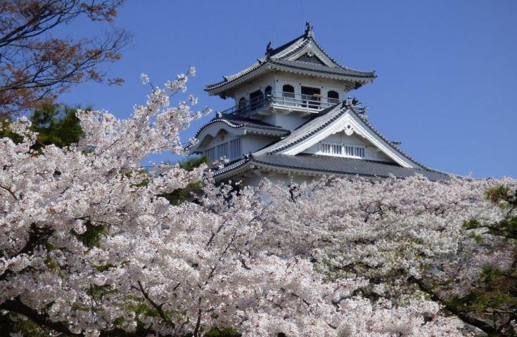 大阪発 春爛漫 約1100本の桜が咲き乱れる国宝彦根城に桜の名所100選に選出されている豊公園に桜のトンネル 近江神宮 春のお花見ツアー