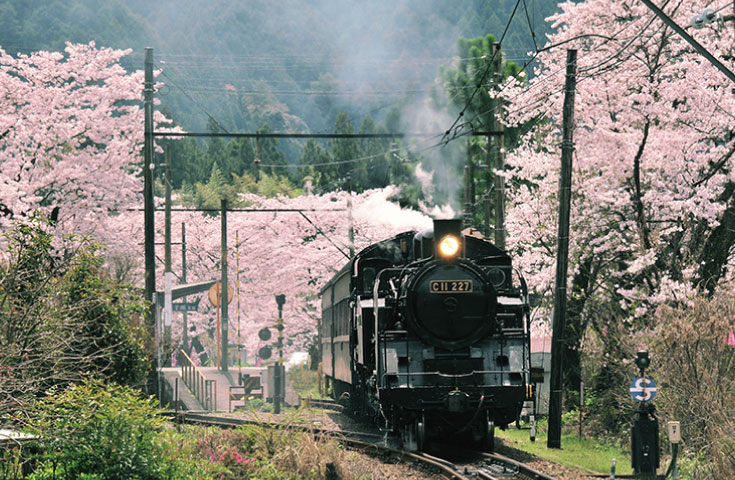 SL列車で駆け抜ける『桜トンネル』