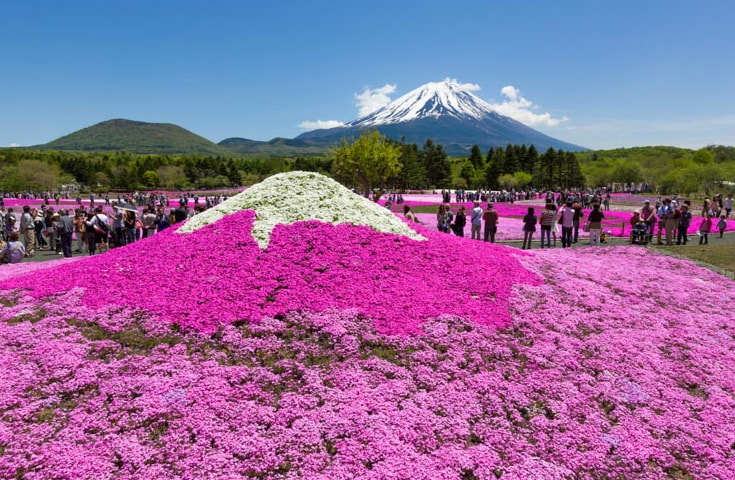 絶景の富士芝桜 天空のチューリップ 富士山の洞窟 天然記念物 富岳風穴 見学や 富士山うまいものフェスタでグルメや地元産ワインを楽しむ山梨 日帰りバスツアー